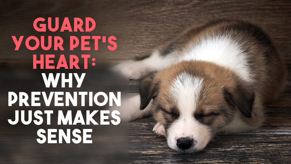 Guard Your Pet’s Heart: Why Prevention Just Makes Sense